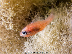 Cardinalfish - Apogon imberbis by Stefanos Michael 